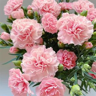 Mother's Day Gift Carnation Potted Plant Easy to Care for All Seasons Garden Balcony Indoor Desktop Dwarf Dianthus with Flowers Shipped
