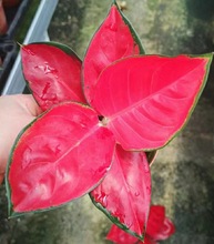中国红东方红如意皇后盆栽植物室内四季好养水培吸甲醛绿植花卉