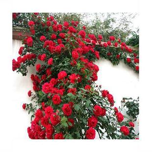 ���ٻ���ֲ���Nޱ�����ٱ��¼��̨����õ���ļ��_���W�»���