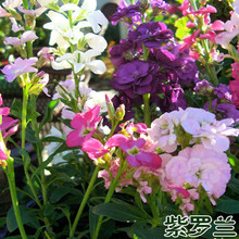 ���l���_�m�N�ӻ��N�ӈ@�־G�������ļ��N�׷N�׻�ݻ��ܷN�ӻ���