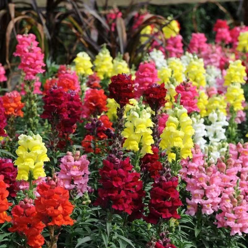 Venta al por mayor de semillas de flores y plantas eustoma malvarrosa peonía cobre dinero hierba margarita rosa sol peonía flor combinación de flores