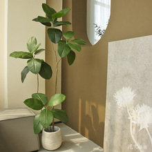 ���������Ƥ�Ł����L�҃ȼҾ��b�����ؔ[���پGֲ�辰�쾰