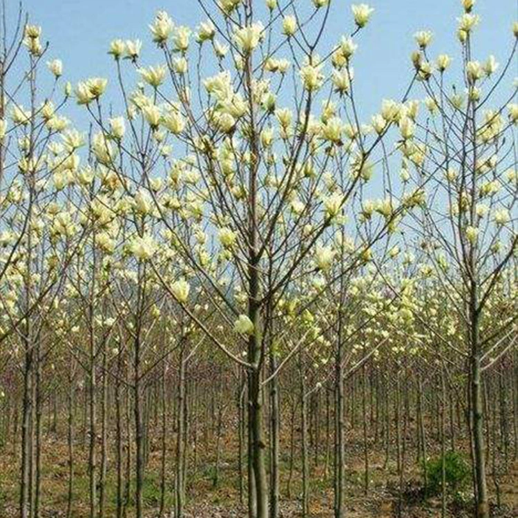 Прямые продажи инженерных саженцев магнолии для ландшафтного дизайна, полная спецификация, оптовые скидки.