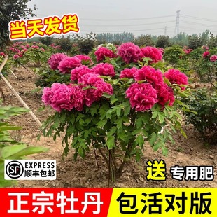 ĵ���������Ϙ�������ڎ������ļ�ĵ�����N�ͺ����ܻ�����Ի���