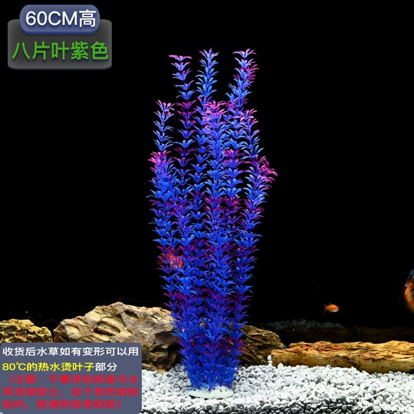 60 purple