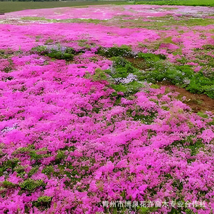 Clustered Phlox Seedlings Wholesale Flower Landscape Engineering Seedlings Perennial Cold-Resistant Florals Cherry Blossoms
