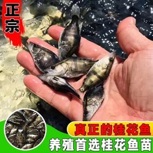 鳜鱼苗淡水桂花鱼苗正宗鲑鱼苗桂鱼翘嘴鳜鱼白鳜红纹鳜鱼苗鲈鱼苗