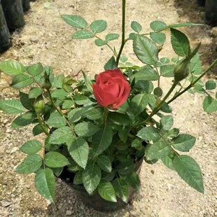 ��ɫ�¼�����ȫƷ�Nõ���ļ��_��ͥԺֲ����⻨��С�軨�ļ��_��