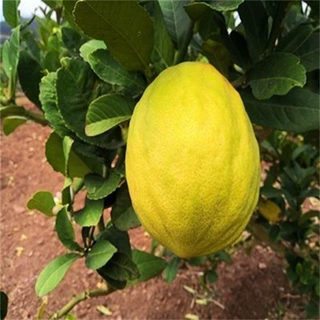 香橼树苗四季结果香水柠檬枸橼子苗南方北方种植黄柠檬树当年结果