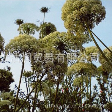 供应胡萝卜籽精油 Carrot seed oil CAS：8015-88-1 胡萝卜籽油