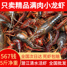 湖北潜江小龙虾清水养殖虾567钱五斤装顺丰包邮(干净免刷）其他