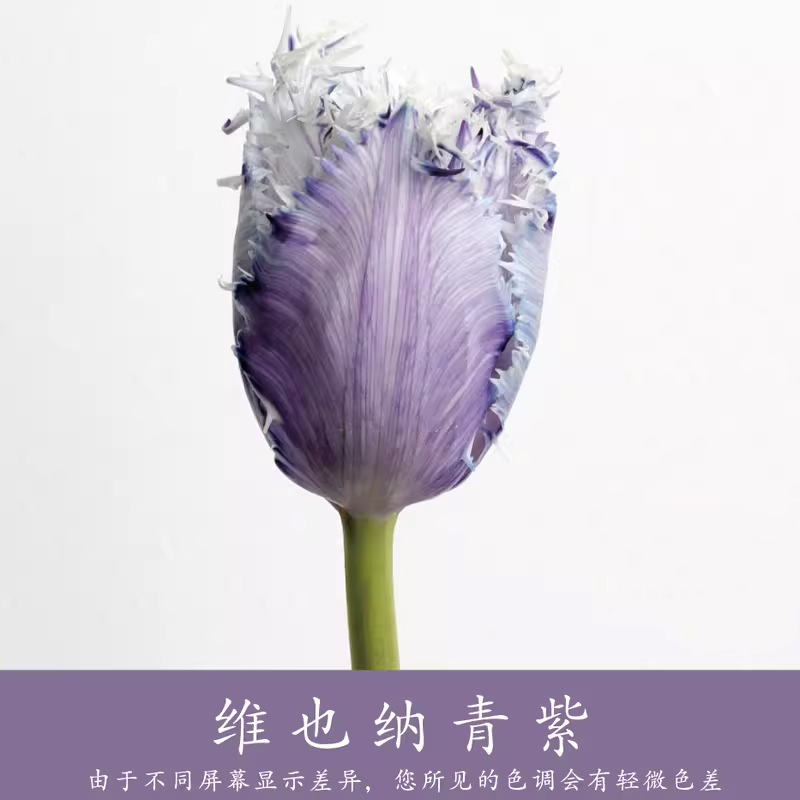 450ml agente de color de flores al por mayor pintura en aerosol de secado rápido agente de teñido de rosas de color floristería arte floral pintura en aerosol nacarada