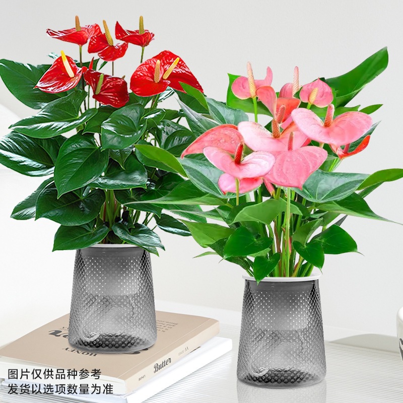 [핫뉴상품] 특급 안스리움 + 특급 파우더(회색 별이 빛나는 냄비) + 영양액