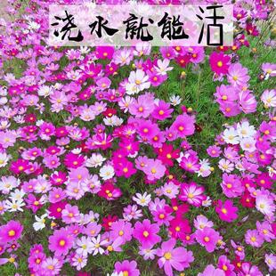 Cosmos Flower Seeds, Colorful Gesang Flower Seeds, Bloom in All Seasons, Easy to Live Indoor Potted Wildflower Seeds, Courtyard