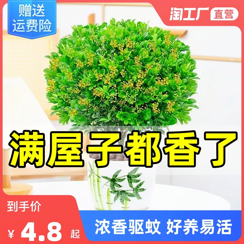 Просо Орхидея в горшке ароматный с бутоном цветка жасмина цветок в помещении Four Seasons Цветущий Muri старый ворс бонсай средство от комаров зеленое растение