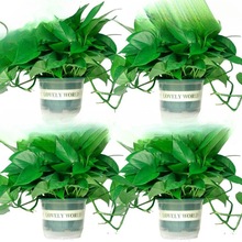 �G�}�����҃�ֲ���·�����������ȩ�����՚�ˮ��Gֲ�����L�پG�}