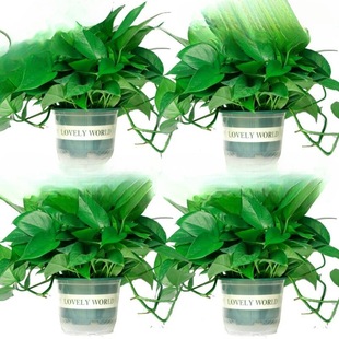 �G�}�����҃�ֲ���·�����������ȩ�����՚�ˮ��Gֲ�����L�پG�}