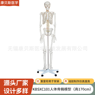 KBS/XC101���w����ģ�͸�170cmһ��һ�˹Ǽܘ˱�ģ�ͽ̌W�ù���