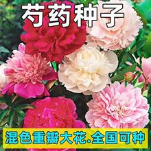 芍药种子四季开花易活室内外花卉盆栽庭院赛牡丹重瓣芍药花籽种子