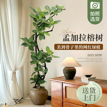 造型孟加拉榕树盆栽网红植物黄金榕室内客厅大型高级感绿植落地式