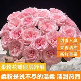 狗狗窝/笼/垫;花盆容器;盆栽