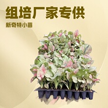 �S�ҹ����W�t�^�~�Gֲ���Ի���ֱ�Nţ�̼�м�Ϲ���ϣ�л��������l