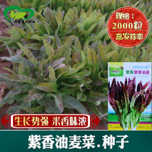 IBt˷N ߲˷N ׷Nֲ߲  LѸ