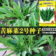 苦麻菜种子苦荬菜曲麻菜种籽野菜苦菜花芽籽四季高产盆栽蔬菜种孑