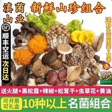 新鲜野生菌组合云南菌子黑松露牛肝菌鸡枞羊肚菌见手青松茸干巴菌