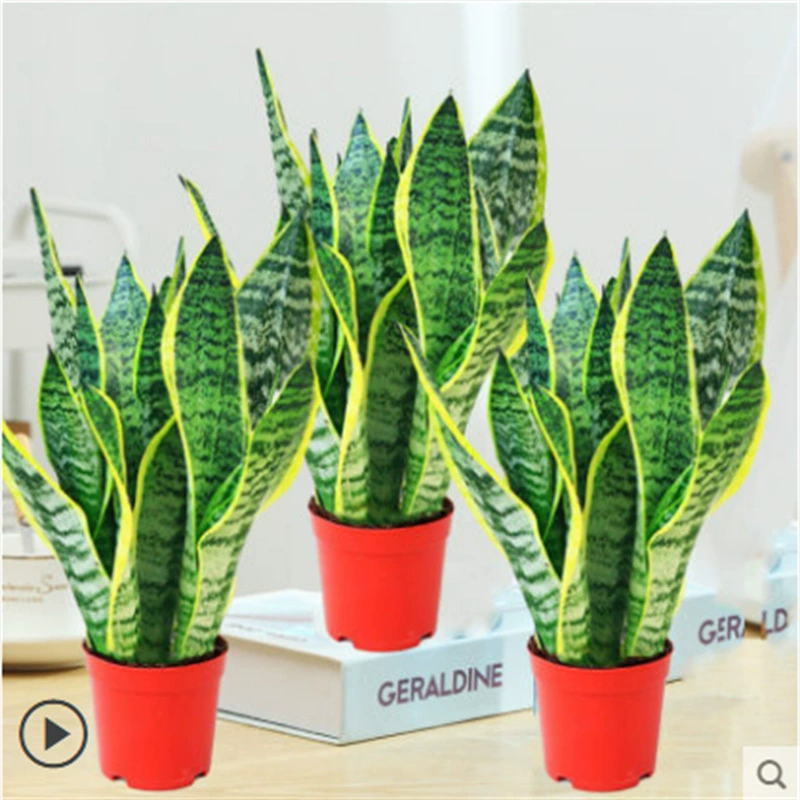 25 см Высота 3 Пномпень Tiger Pi Орхидея в горшке мясистые легкие в жизни зеленые растения офис комнатные цветы Гостиная тигровый хвост Орхидея