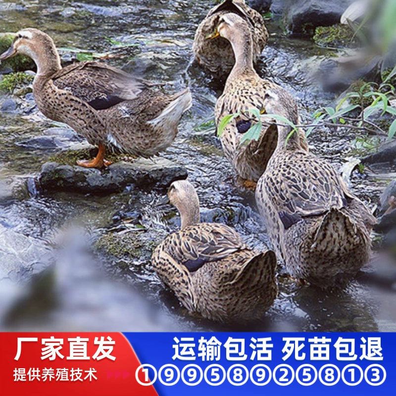 Оптовые продажи утят, мясных уток, уток крупных пород, утят на один день, утят с четырехконечным цветочным кружевом из конопляного пера, живые утки
