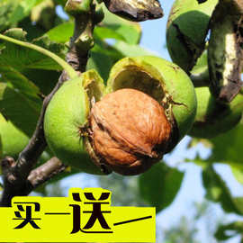 核桃苗嫁接核桃树苗薄皮盆栽地栽当年接果南方北方种植庭院果树苗