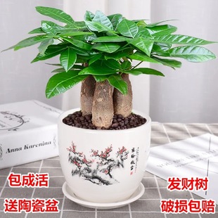 Money Tree Potted Indoor Living Room Desktop Green Plant Small Bonsai Big Fortune Sapling Fortune Tree Formaldehyde-Absorbing Plant