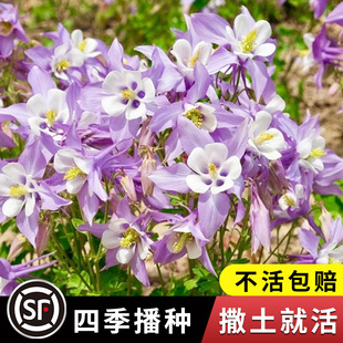 Oleander Seeds Cat's Claw Flower Blood See Sorrow Cold-Resistant Double Large Flower Funnel Flower Seeds Double Petal Perennial Flower Bed Potted Plant