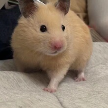 ���B�����z�ܻ���ɐ�����w���N���܂}�����y��ë��ҧ��