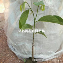 Pȹ޽ɏˮţ̷֦ļNֲ