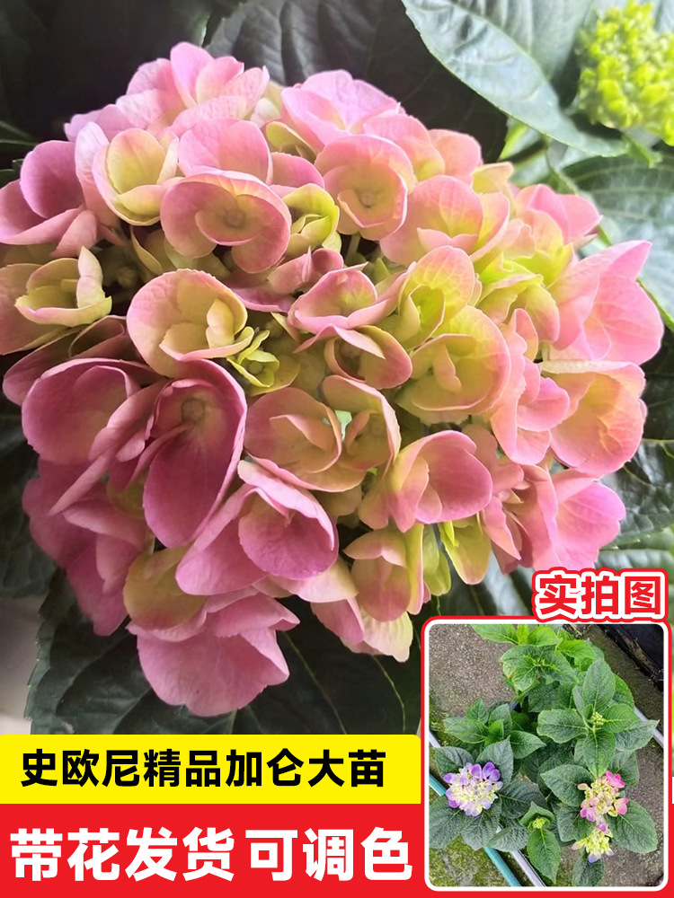 A+ เกรด Saururus Cernuus 'Big Flower' [พืชโตเต็มวัย 1 แกลลอน รุ่นอัพเกรด]