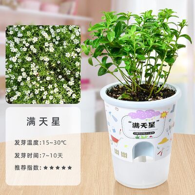 Niños crecen pequeñas plantas de maceta estudiantes de observación de girasol fresas diy juguetes adornos de mesa al por mayor