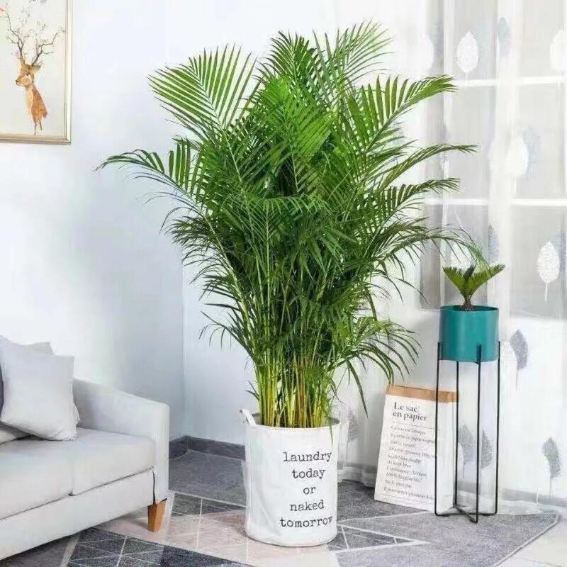 Original Pot Easy to Care for Large Areca Palm, Phoenix Tail Bamboo Potted Green Plant, Lucky Bamboo, Asparagus Bamboo, Money Tree Bonsai, Air Purifying