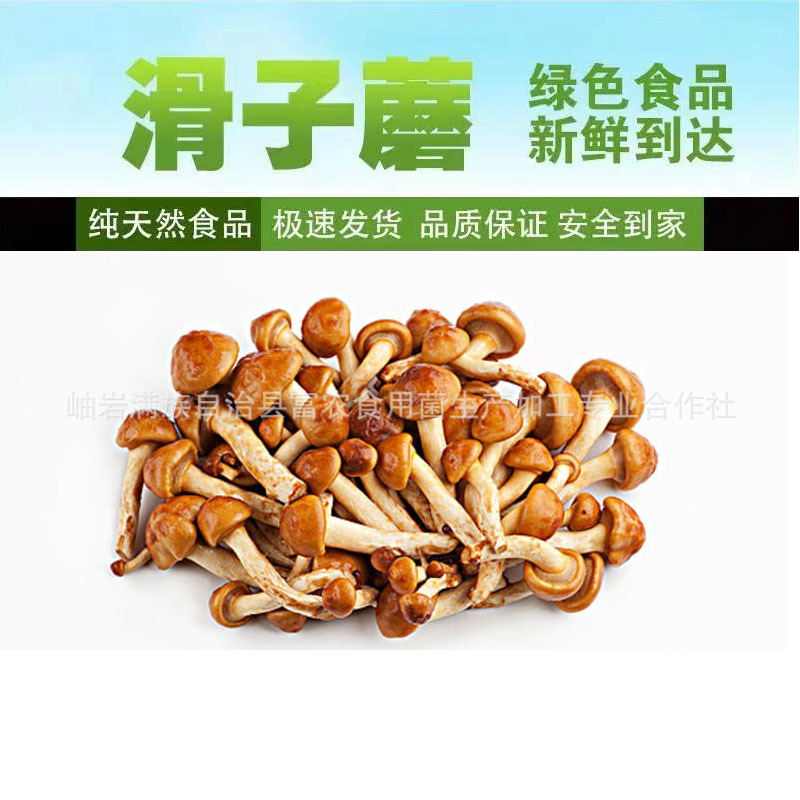 富农食用菌出口品质煮滑子菇滑子蘑蘑菇纳美菇盐渍B级-阿里巴巴