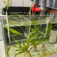 亚克力鱼缸隔离盒斗鱼盒箱隔离箱水族饲分离箱孔雀饲箱透明热销