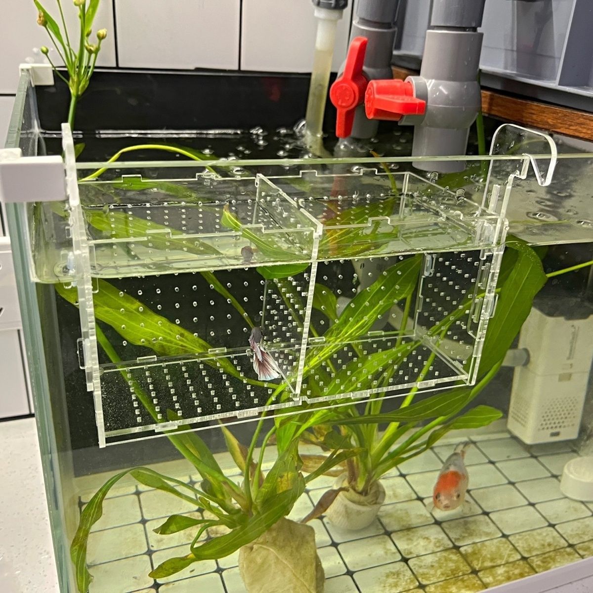 亚克力鱼缸隔离盒斗鱼盒箱隔离箱水族饲分离箱孔雀饲箱透明热销