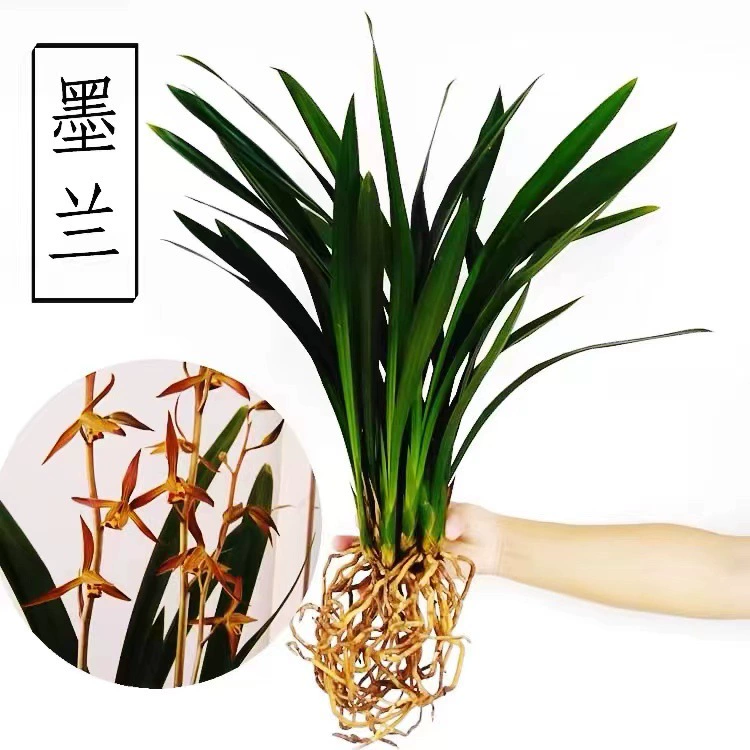 Сильнокрасящийся цветок орхидеи в горшке, черная орхидея, рассада широколистных орхидей, обычная белая орхидея, зеленые растения и цветы для гостиной и балкона