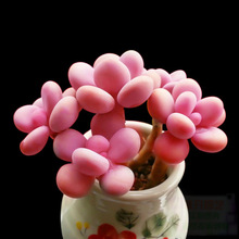 ����ֲ����] ���~���ǽM�� ����ֲ�����˷ǳ����׻������Զ��ⱬ