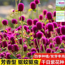 ǧ�ռt�N��ǧ���ϰ��ռt���򻨰������ܻ����N�Ӵ����ﲥ�׷N����