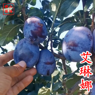 ����������÷�硿������Ʒ�N9�������½���÷���Ә���