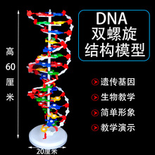 DNA双螺旋结构模型大号带底座碱基对3212 高中生物遗传基因教学仪