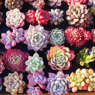 Succulent Plants Kindergarten Green Plants Small Potted Florals Classy Succulent Indoor Old Pile Group Growth Precious Large Plants Easy to Grow