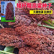 �Ѓ����UŴ�����N�� ����M���뿹���r�Ҳˈ@�׷Nճ��Ŵ�����N