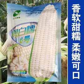 粤白糯6号白玉米种子甜糯玉米种籽大全四季高产耐旱水果玉米种子